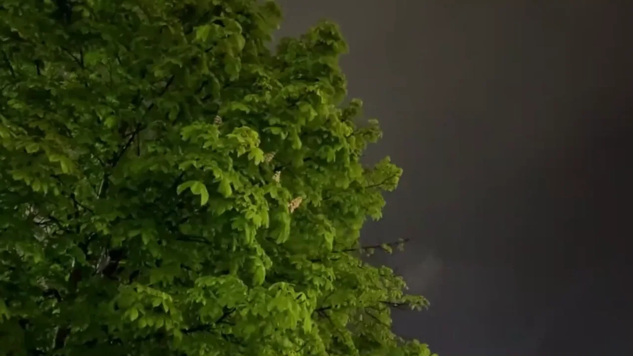 Cloudy Tree: Menu backgrounds — a Dota 2 mod