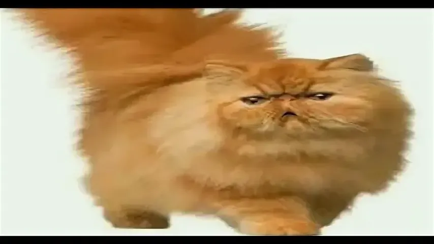 Ech Cat Sound Game Startup: Sounds