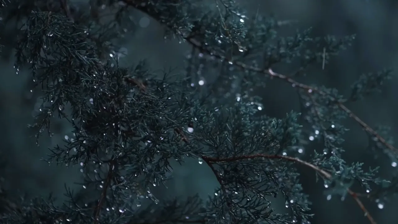 Pine Forest: Menu backgrounds — a Dota 2 mod