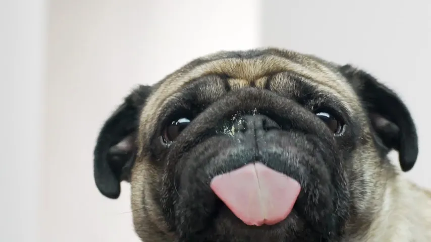 Pug: Menu backgrounds