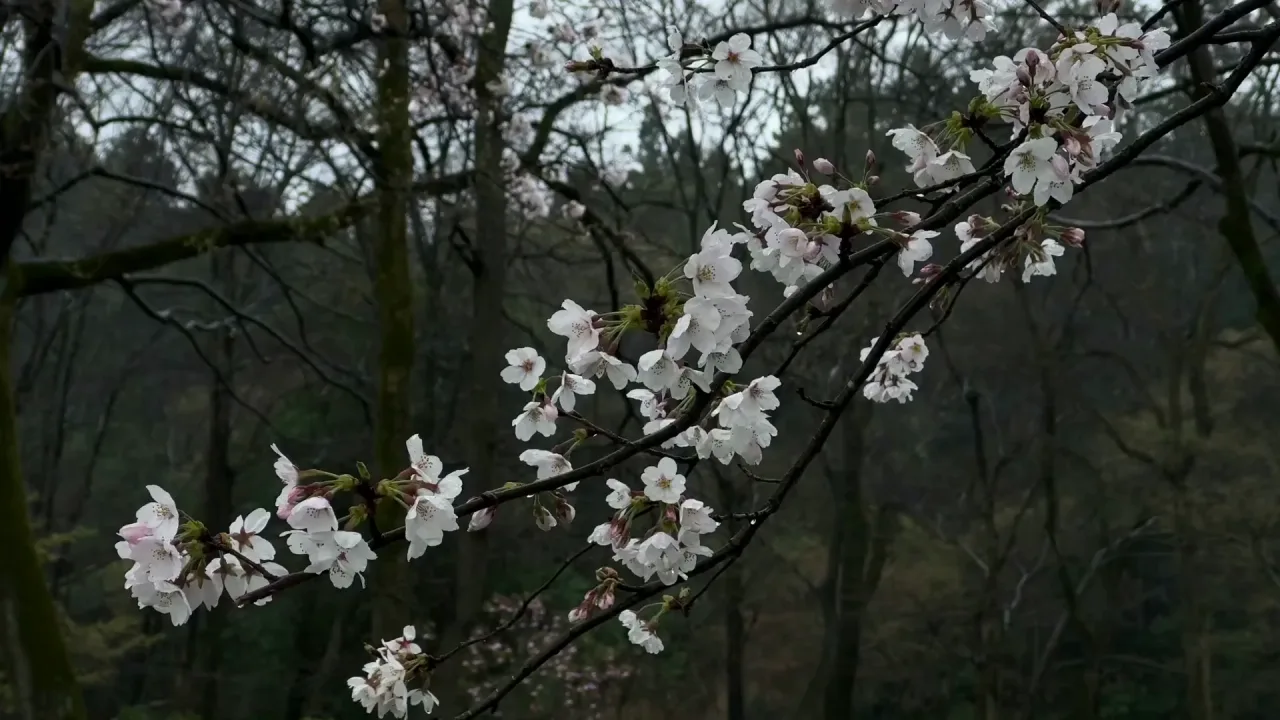 Sakura: Menu backgrounds — a Dota 2 mod