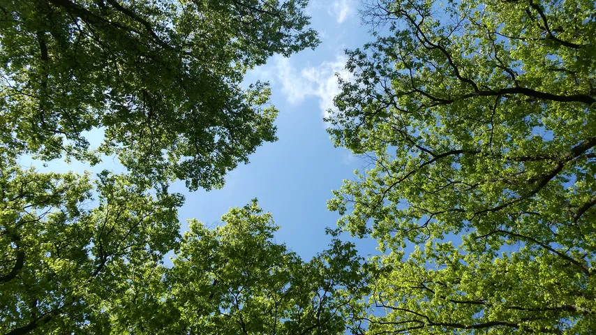 Sky Trees: Menu backgrounds — a Dota 2 mod