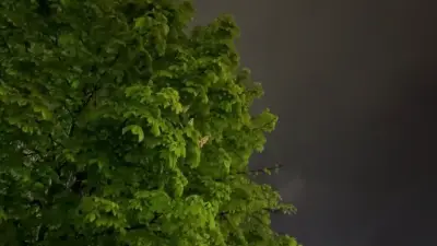 Cloudy Tree: Menu backgrounds