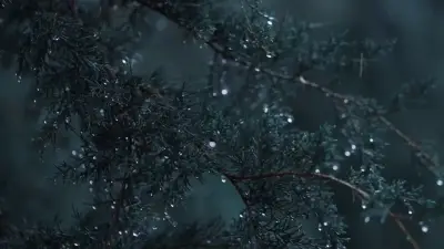 Pine Forest: Menu backgrounds