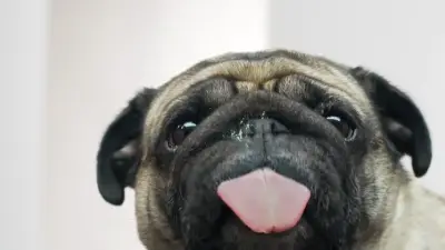 Pug: Menu backgrounds